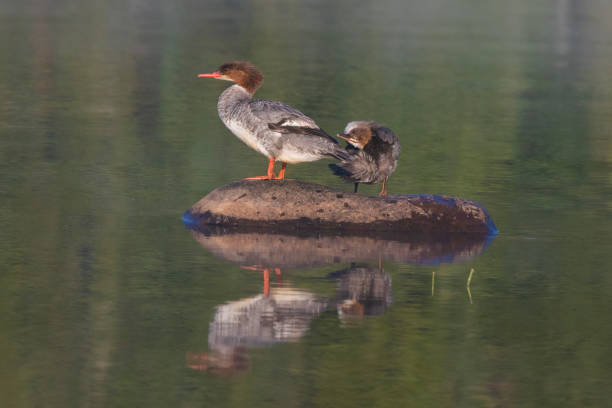istock Female and baby common merganser 1168789360