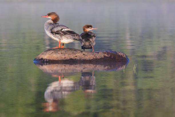 istock Female and baby common merganser 1168789364