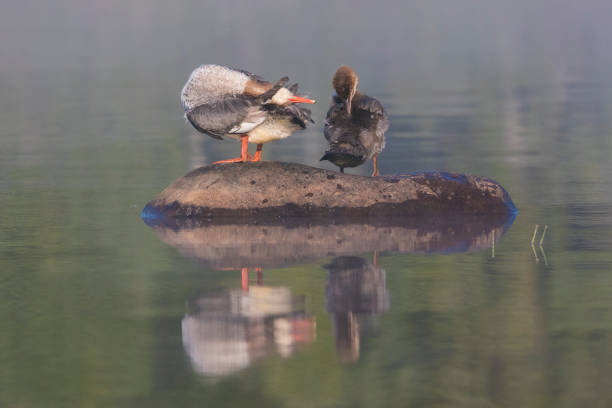 istock Female and baby common merganser 1168789365