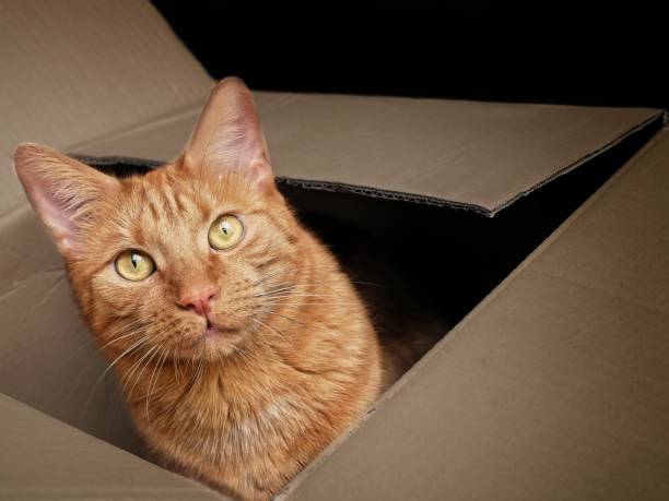istock Ginger cat sitting in a cardboard box and looking curious to the camera. 1168789370