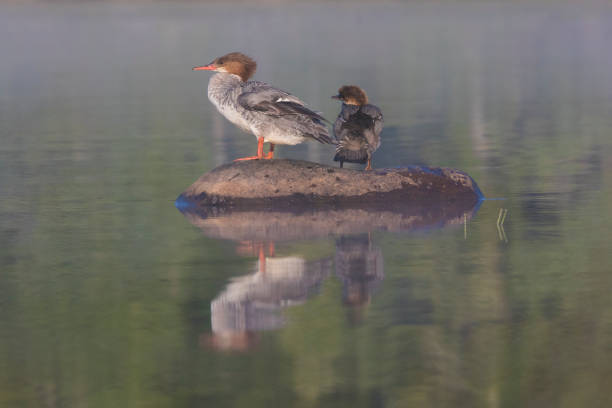 istock Female and baby common merganser 1168789405