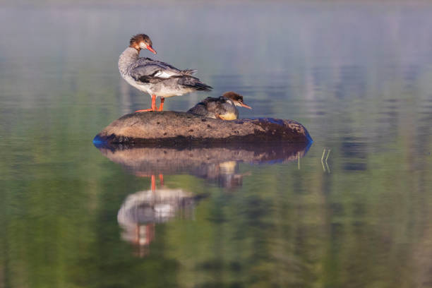 istock Female and baby common merganser 1168789417