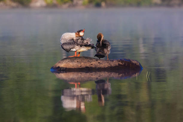 istock Female and baby common merganser 1168789419