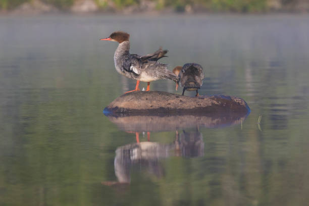 istock Female and baby common merganser 1168789512