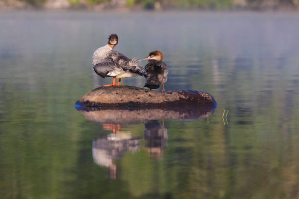 Female and baby common merganser (North American) or goosander (Eurasian) (Mergus merganser)