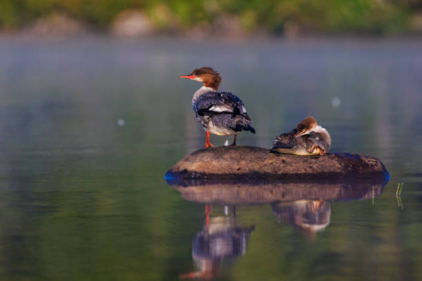 istock Female and baby common merganser 1168789514