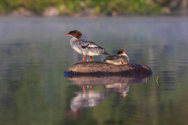 istock Female and baby common merganser 1168789515