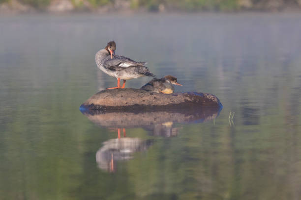 istock Female and baby common merganser 1168789535
