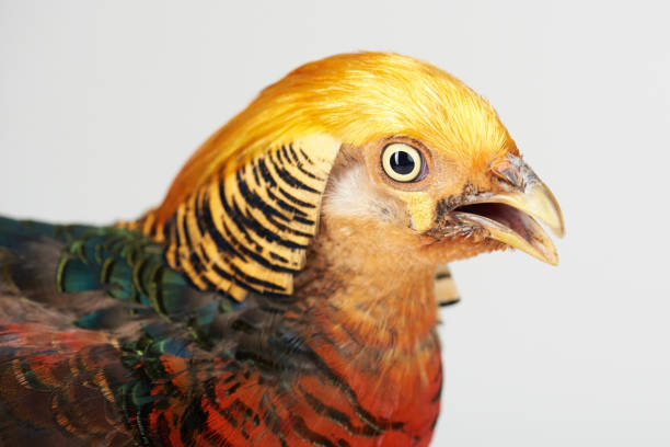 istock Colorful headshot of pheasant 1168790351