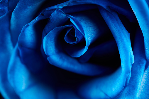 Dark Blue Color Rose Flower Stock Photo - Download Image Now ...