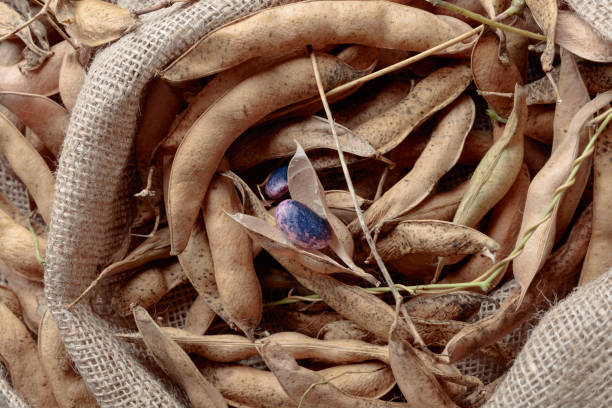 istock Dry bean pods with beans on the burlap . 1168791793