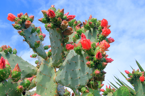 The photo was taken in the city park of Alanya. In the photo are red flowers of a blooming cactus.