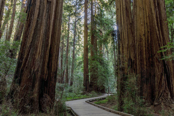 istock Boardwalk Trail Crossing Old Growth Coast Redwood Trees. 1168793736
