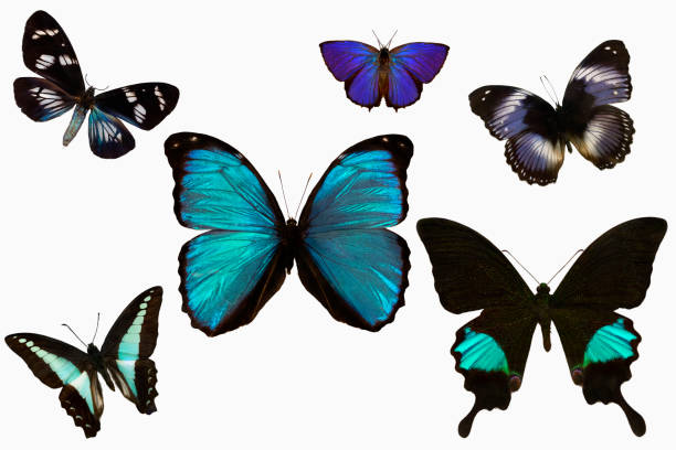 5 blue butterlies and 1 moth - 2627 imagens e fotografias de stock