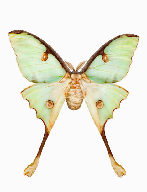 istock Studio shot of Argema mimosae moth 1168794554