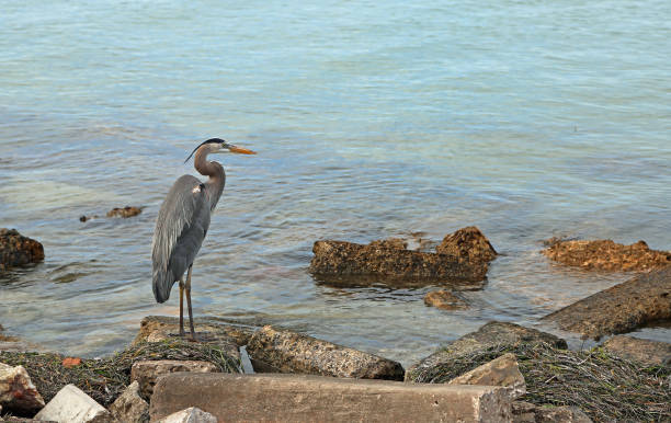 istock Great Blue Heron on the water 1168794594