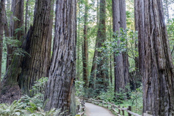 istock Old Growth Coast Redwood Trees around Paved Trail. 1168794673
