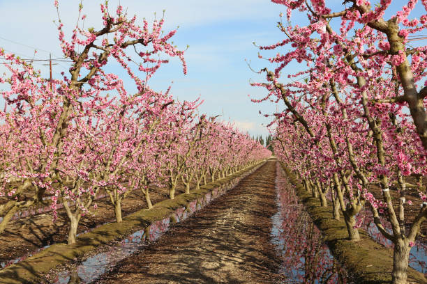 Peach orchard alley stock photo