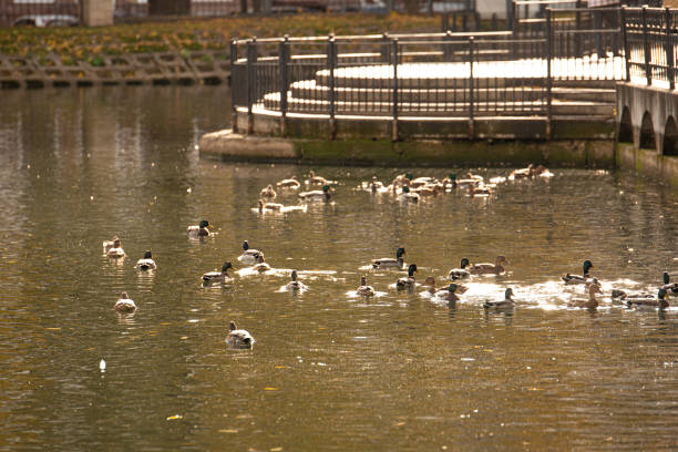 Beautiful colorful ducks on pond in autumn park