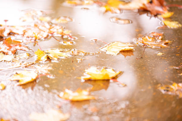 Colorful autumn leaves in rain puddle. Background.