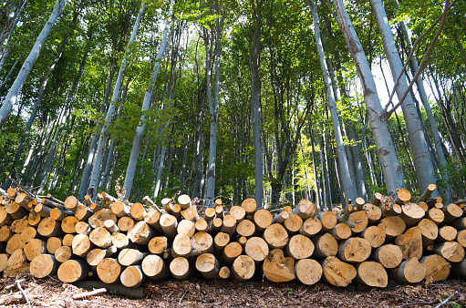 Bosque de haya. Montón de troncos de madera en el borde del bosque. photo