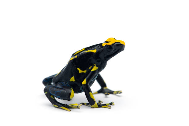istock The dyeing dart frog isolated on white background 1168798001