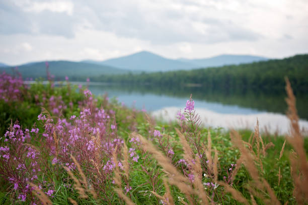 Maine Camp scenic images take while traveling around first roach pond in northern Maine. Lots of lush plants and foliage with water views in the background maine landscape new england sunset stock pictures, royalty-free photos & images