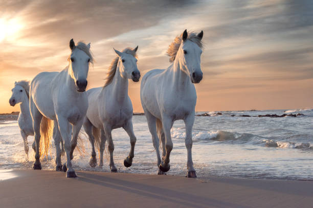 White horses in Camargue, France. Herd of white horses running through the water. Image taken in Camargue, France. white horse running stock pictures, royalty-free photos & images