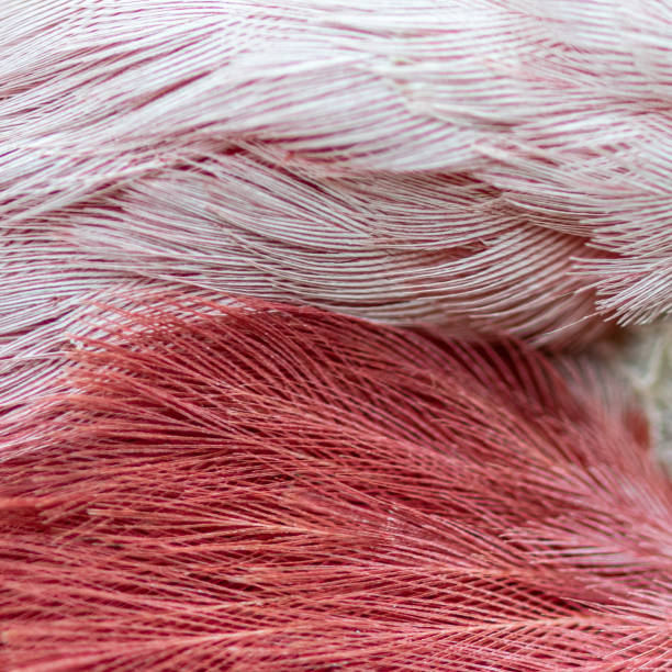 istock Pink and white feathers of the galah bird 1168799411