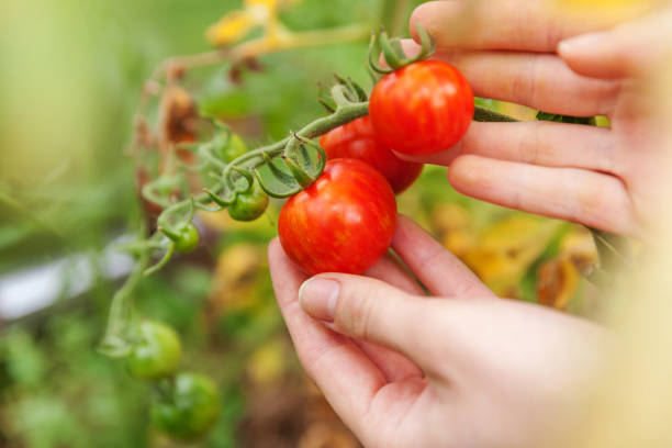 istock Woman farm worker hand picking fresh ripe organic tomatoes 1168800287