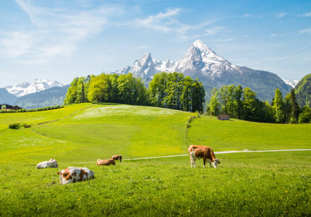 istock Idyllic summer landscape in the Alps with cows grazing 1168800400