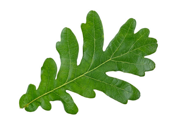 istock Green leaf of oak tree isolated on a white background 1168800422