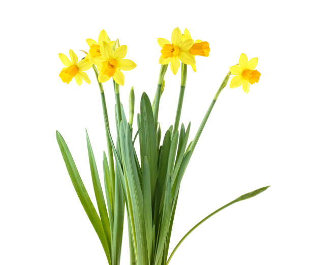 istock Daffodils. Yellow narcissus flowers isolated on a white background. 1168800462