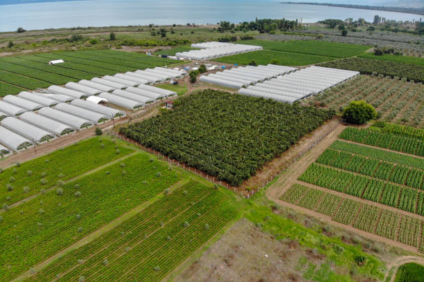 istock Greenhouses view from above. 1168805772