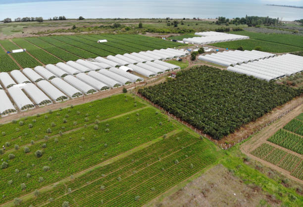 istock Greenhouses view from above. 1168805780
