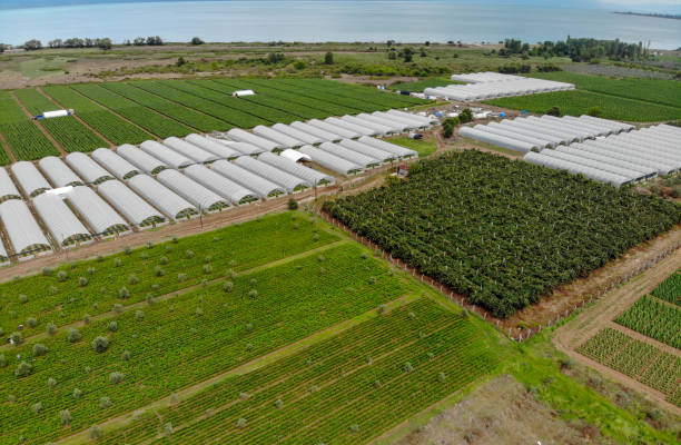istock Greenhouses view from above. 1168805782