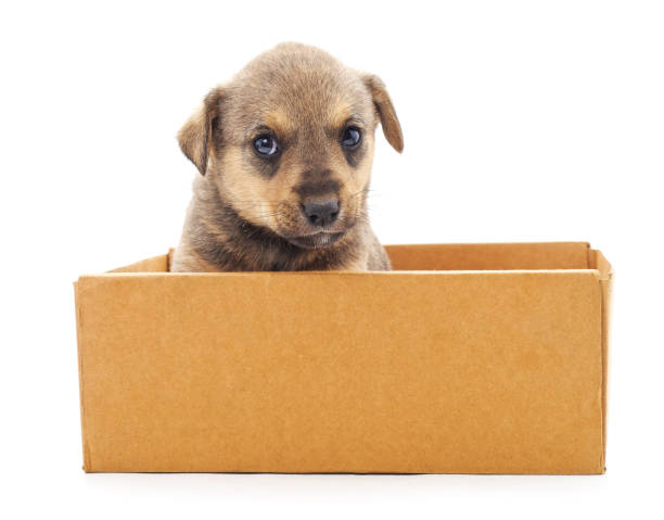 istock Puppy in the box. 1168805838