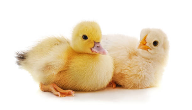 Pequeño Pollo Y Pato Foto de stock y más banco de imágenes de Patito - Patito, Pollito, Pato - Pájaro acuático - iStock Pequeño Pollo Y Pato Foto de stock y más banco de imágenes de Patito - Patito, Pollito, Pato - Pájaro acuático - iStock