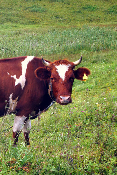 istock In the summer, a brown cow eats green grass in the meadow. 1168806435