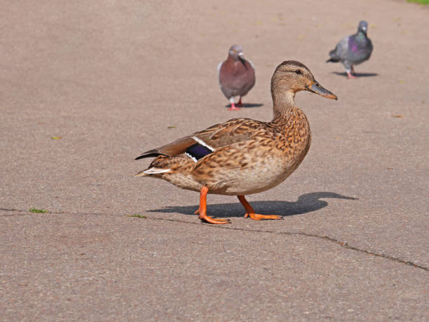 istock Duck on the street 1168807141
