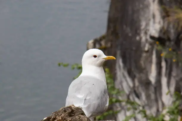 a seagull peeps out from behind a ledge on a marble rock