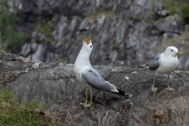 two seagulls are sitting on a marble rock, one is screaming