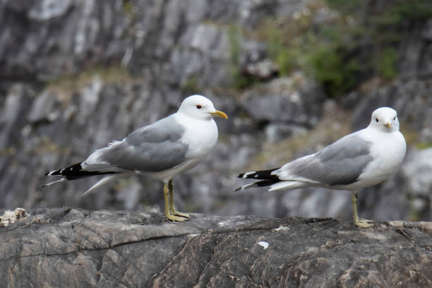 istock two seagulls are sitting on a marble rock 1168807235