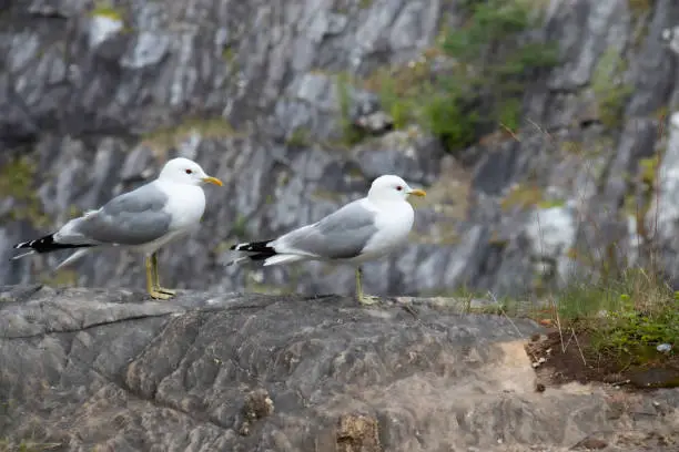 two seagulls in profile are sitting on a marble rock