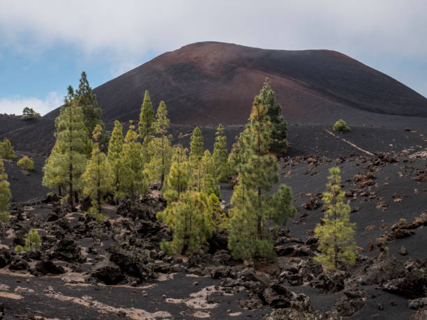 istock Black ashes of canary pine after forest fire at Teide National park. 1168807410