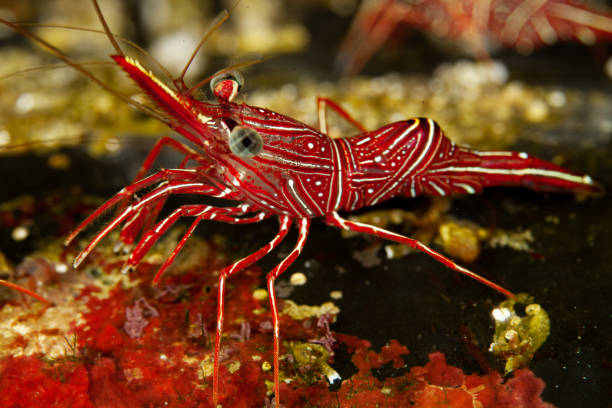 istock Hingebeak Shrimp Rhynchocinetes durbanensis, red crystal shrimp 1168807427