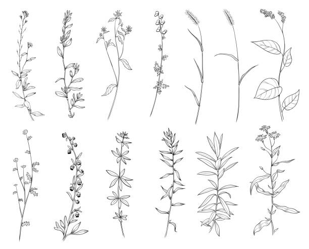 Hand drawn set of wild herbs. Outline plants drawing, botanical vector illustration. Black isolated on white background. Hand drawn set of wild herbs. Outline plants drawing. Sketch or doodle style botanical vector illustration. Black isolated on white background. wildflower drawing stock illustrations