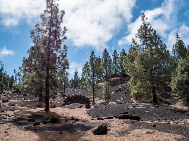 istock Black ashes of canary pine after forest fire at Teide National park. 1168807591