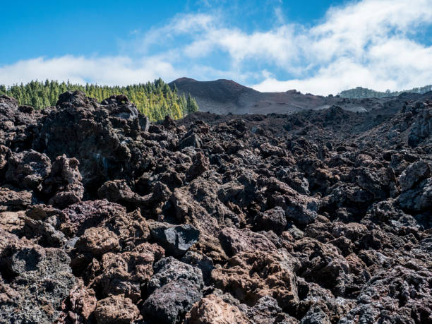 istock Black ashes of canary pine after forest fire at Teide National park. 1168807620