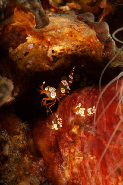 istock Hingebeak Shrimp Rhynchocinetes durbanensis, red crystal shrimp 1168807668